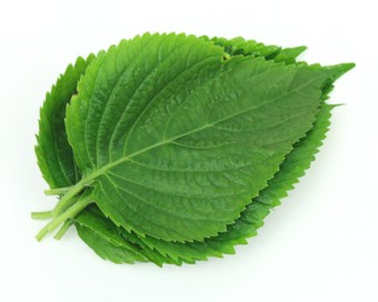 깻잎효능 부작용 먹는법 꿀팁 - 깻잎의 부작용 깻잎효능 부작용 먹는법 꿀팁 - 깻잎의 부작용