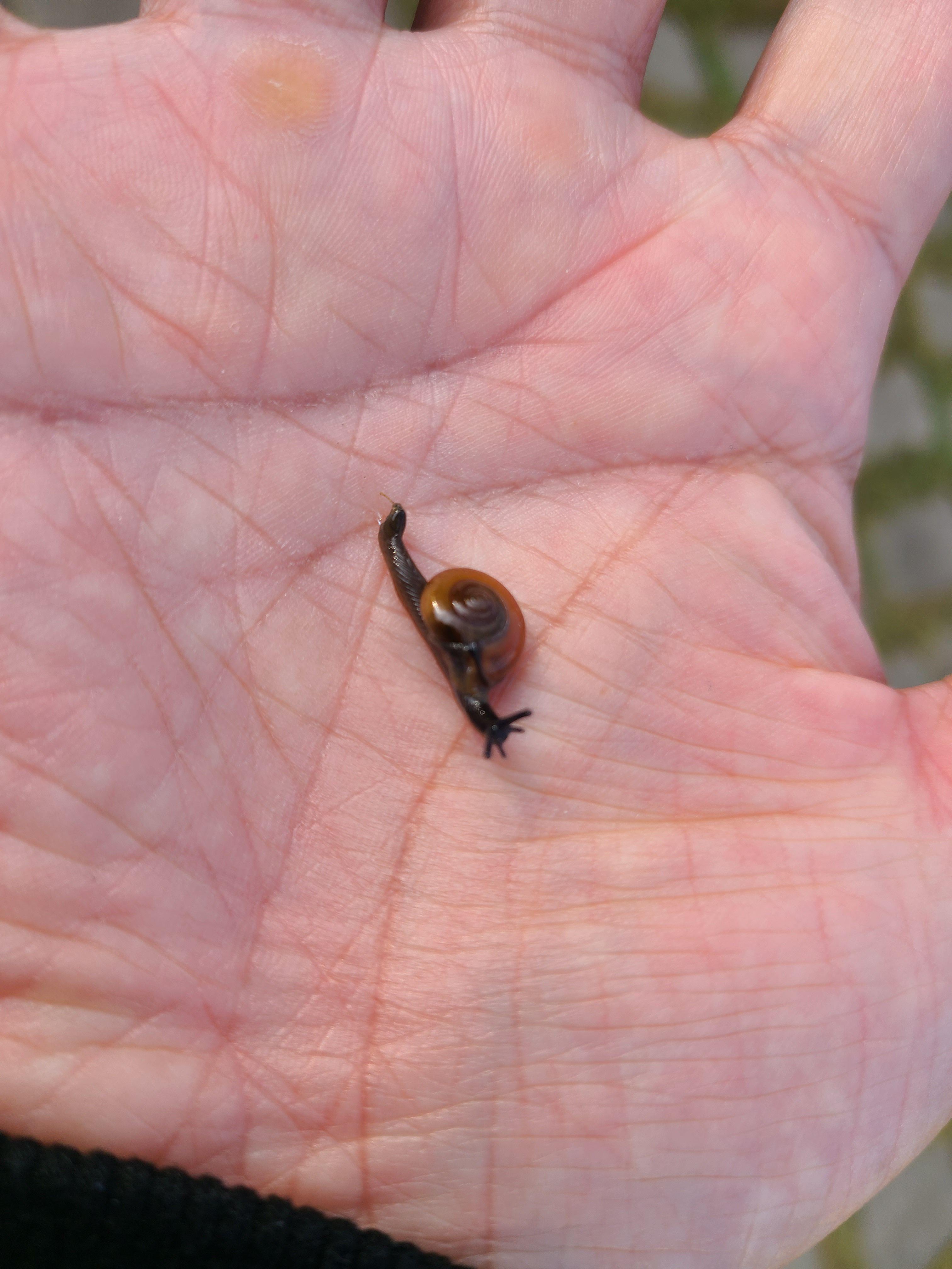 청정지역인 곡성에 살고 있는 달팽이