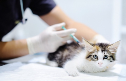 백신 접종하는 새끼 고양이.