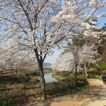 벚꽃 명소