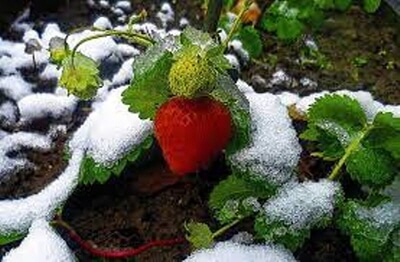 겨울-눈-덮힌-딸기-사진