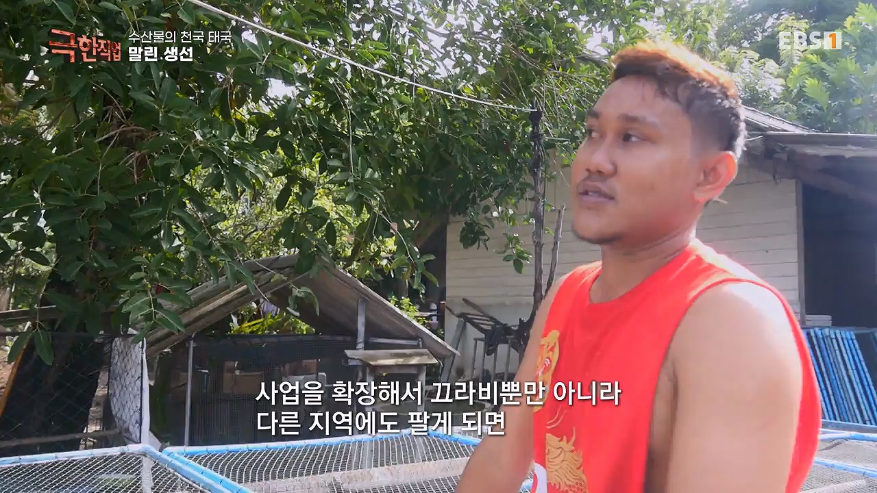 TV - 전 국민의 평생학교 EBS수산물의 천국 태국, 새우 양식과 말린 생선.mp4_20240604_201811.228.jpg
