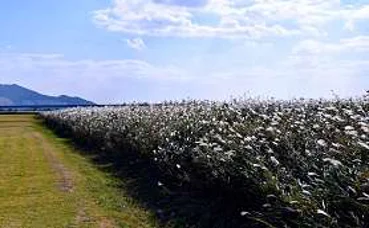 삼락생태공원