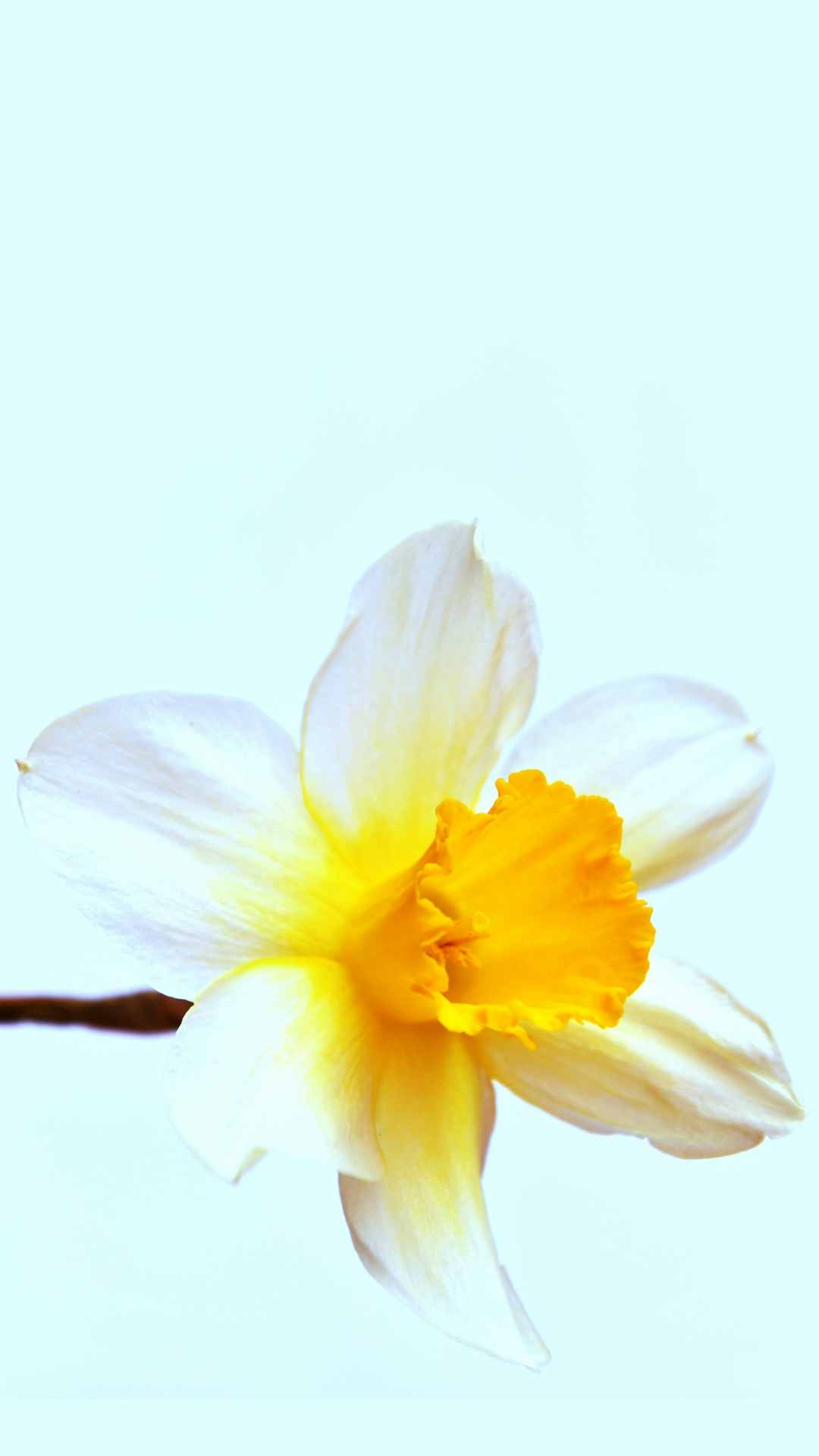 Daffodil Flower iPhone Wallpaper