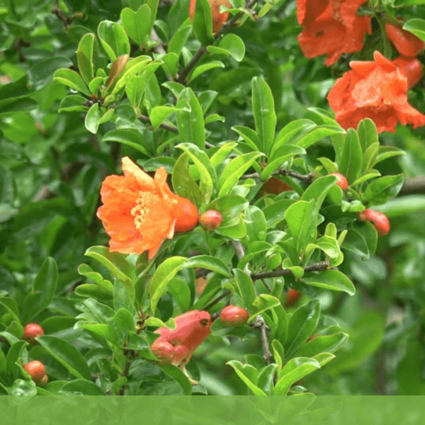 주황색-관상용-가치가-있는-석류나무-꽃