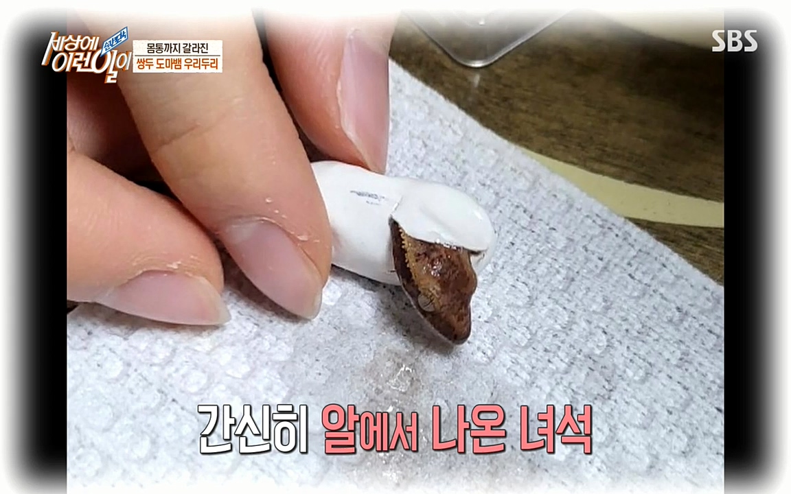 순간포착 세상에 이런일이.E1174.220406p-NEXT.mp4_20220406_174441.696.jpg