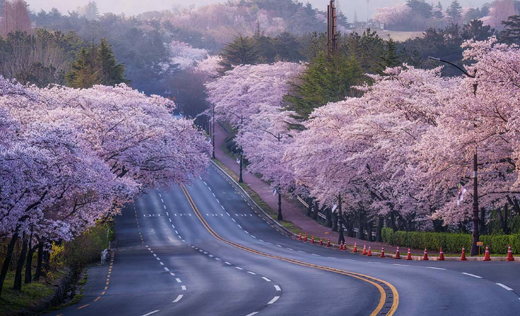 2025년 경주 벚꽃 개화시기 명소 여행지 총정리