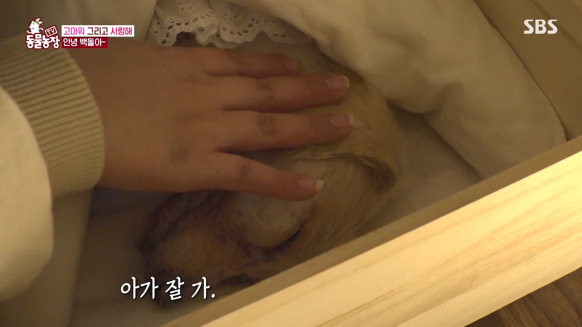 TV 동물농장.E1164.240324p-NEXT.mp4_20240324_172349.950.jpg