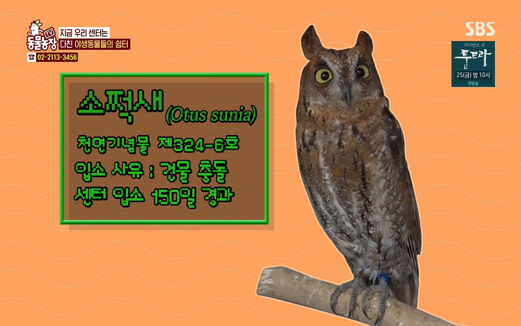 TV 동물농장.E1061.220320p.H264-F1RST.mp4_20220320_181539.239.jpg