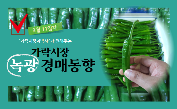  [경매사 일일보고] 2024년 3월 11일자 가락시장 녹광 경매동향을 살펴보겠습니다!