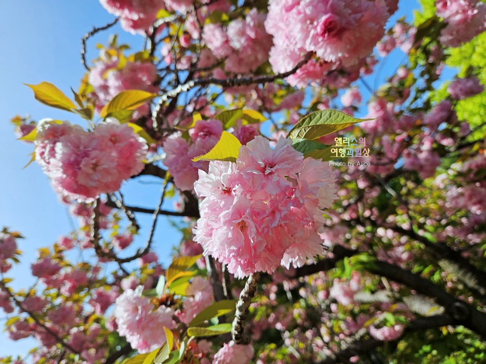 오사카 자유여행&#44; 오사카성 겹벚꽃 활짝 위치 만개 상황