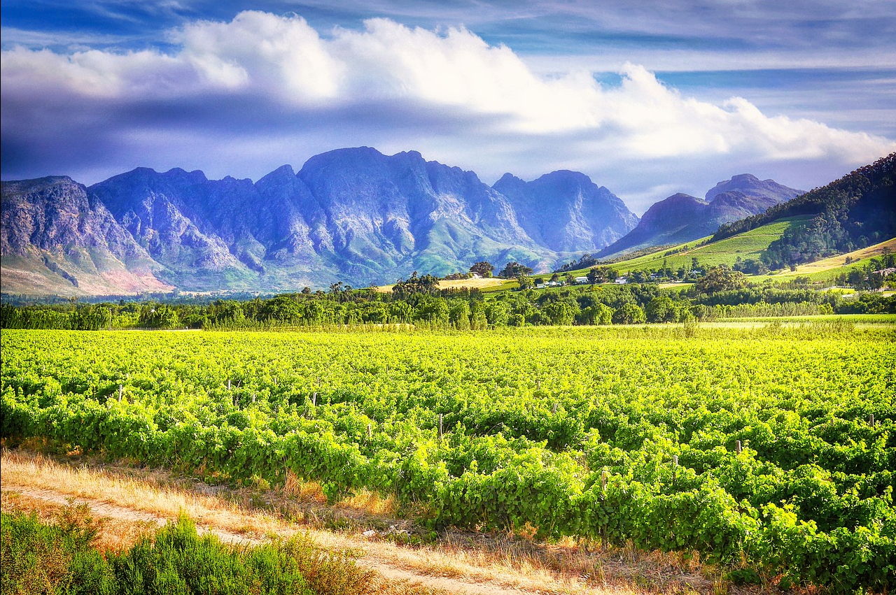 남아프리카 공화국 스텔렌보스(Stellenbosch) 관련 사진