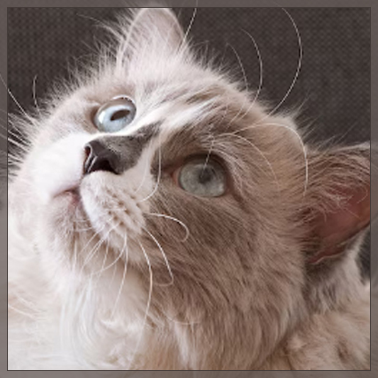 푸른-눈이-매력적인-랙돌-고양이