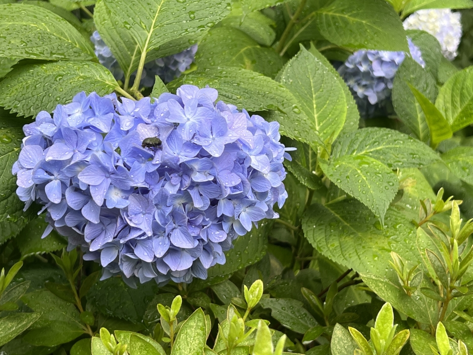 수국