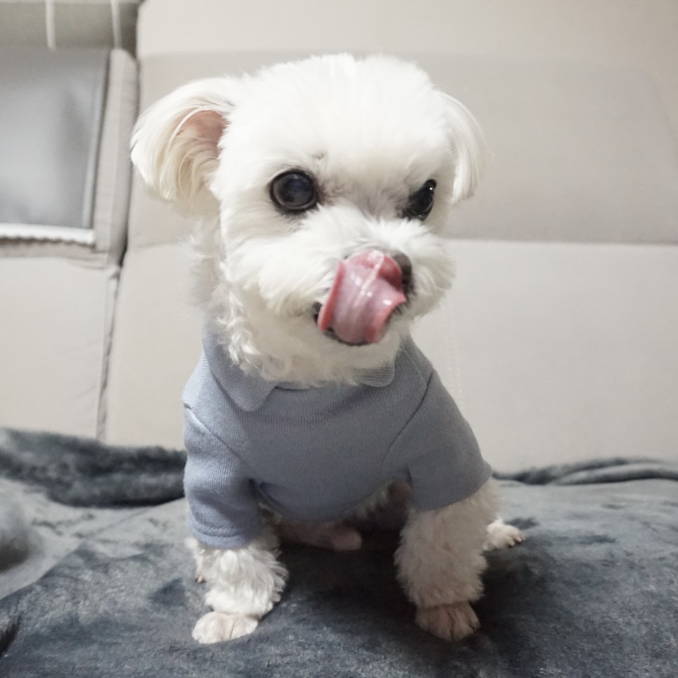 옷 쇼핑몰 강아지옷 쇼핑몰예쁜 40