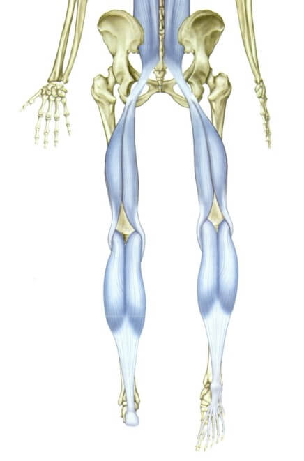 천결절인대와 연결되는 대퇴이두근&#44; 비복근&#44; 족저근막의 연결을 보여주는 그림