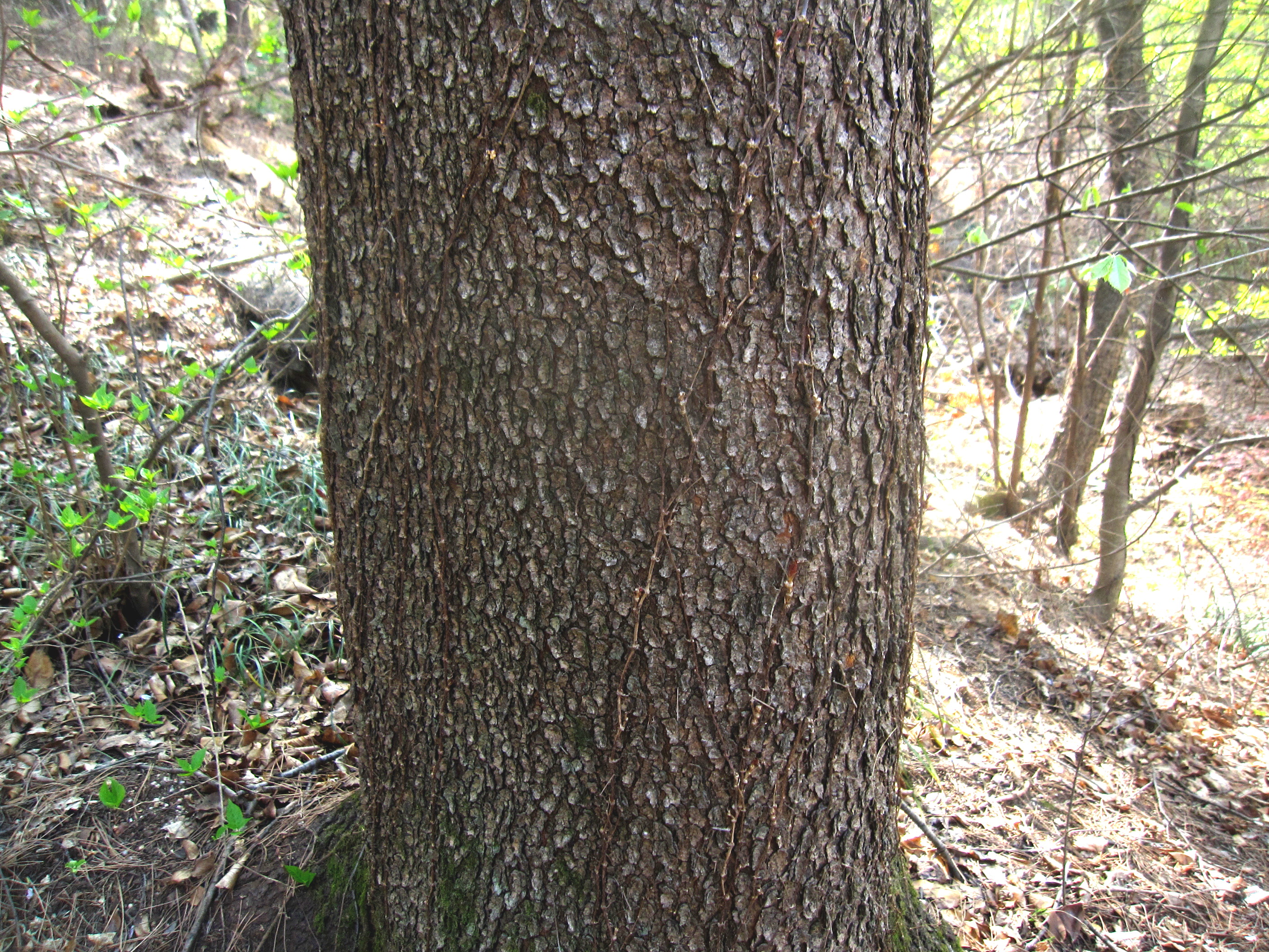 Serotina Prunus 잎과 껍질 8