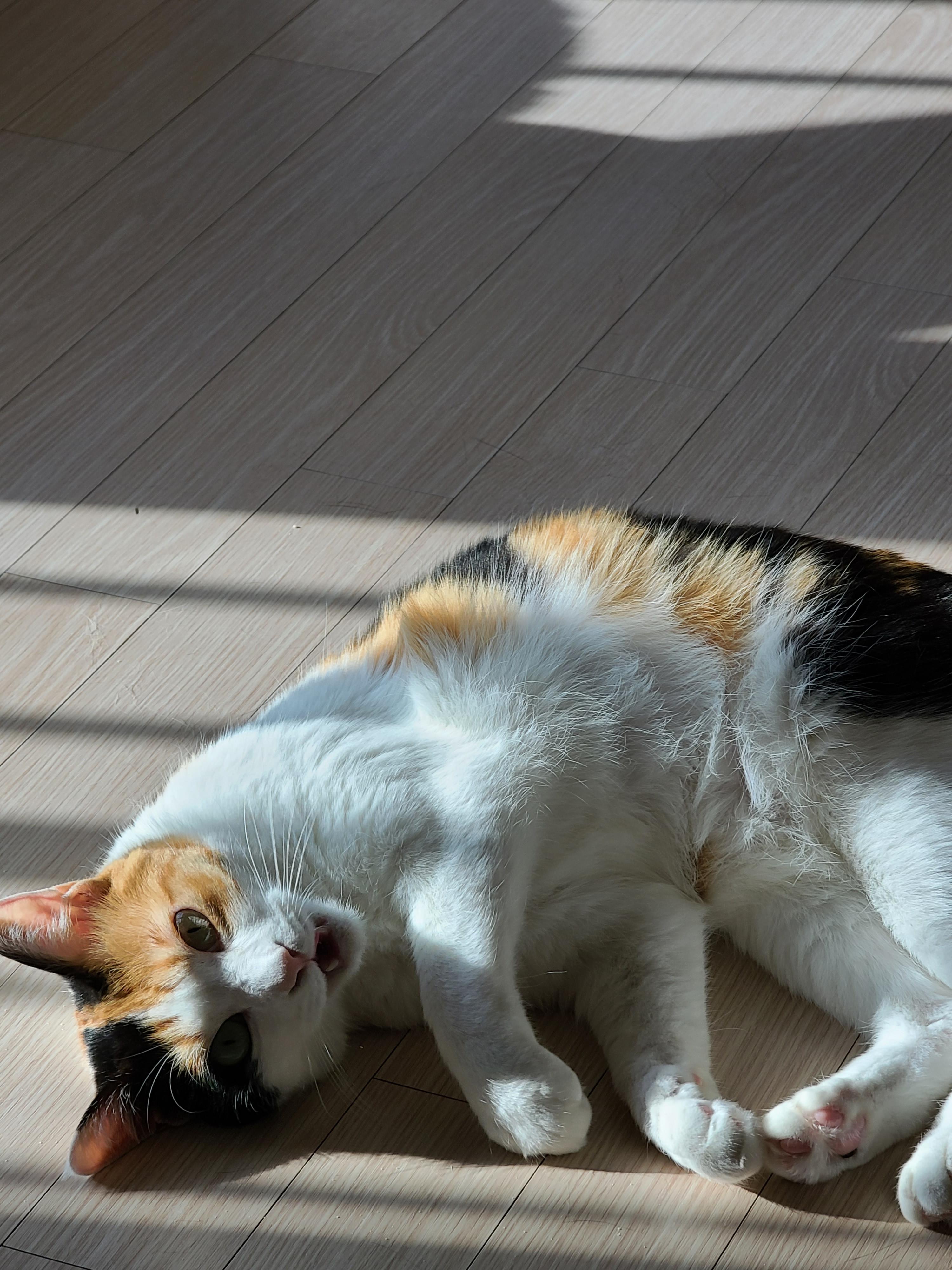 햇살받으면 기분업되는 고양이. 삼색이 고양이