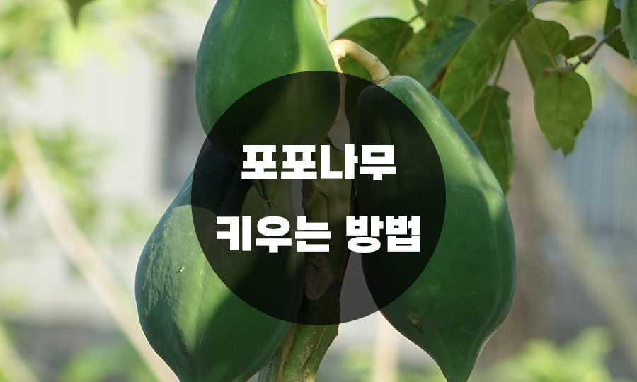포포 이미지