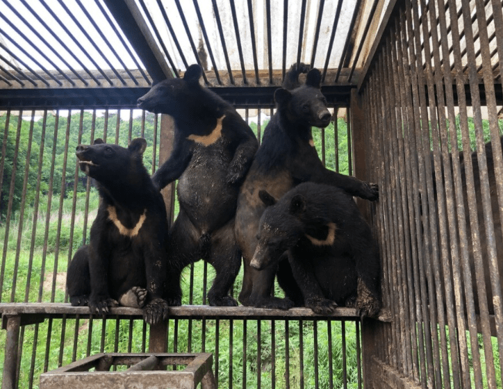 용인시 곰 탈출, 곰을 기르는 이유