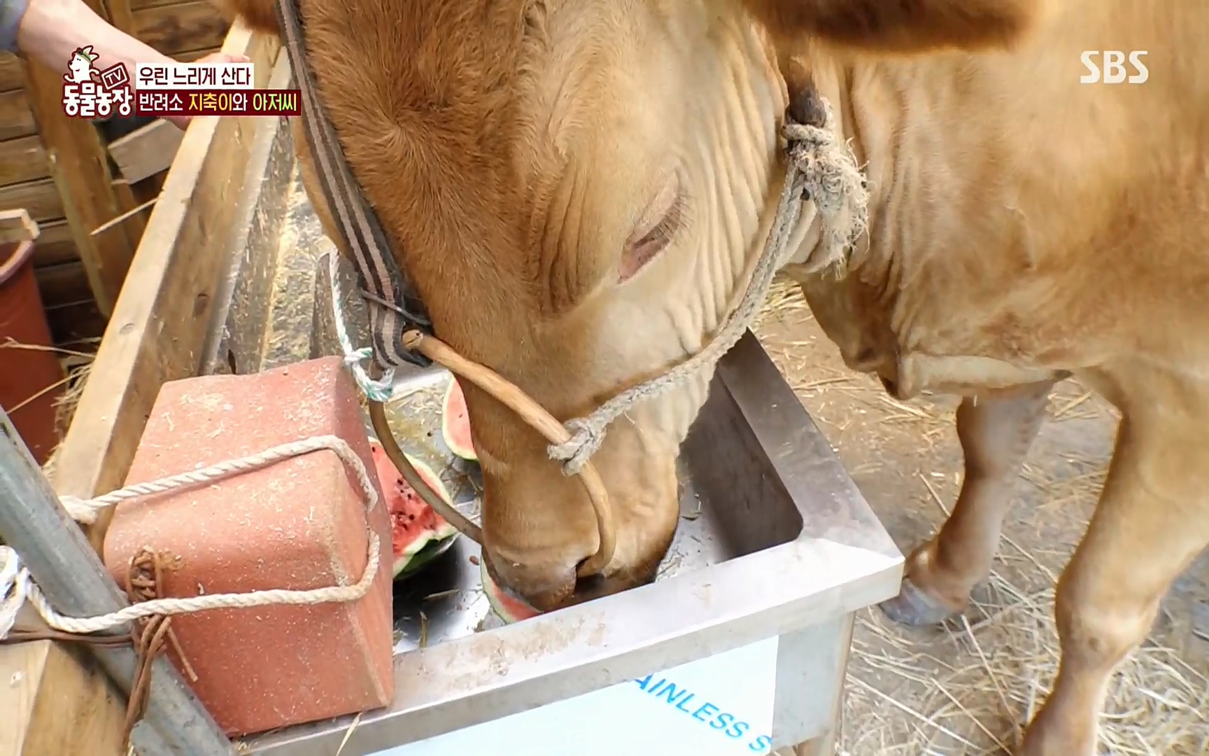 TV 동물농장.E1074.220619p.H264-F1RST.mp4_20220619_181408.650.jpg