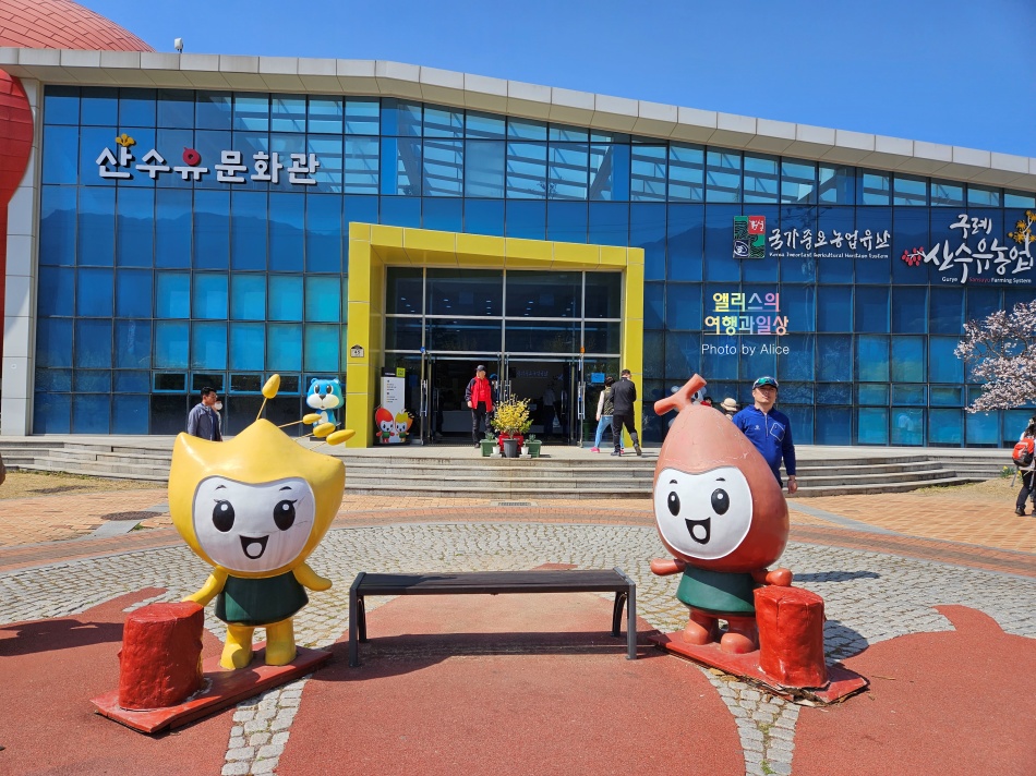 구례 산수유꽃축제 2023 황해처럼 활짝 핀 산수유