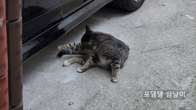 그루밍-하고-있는-고양이.
