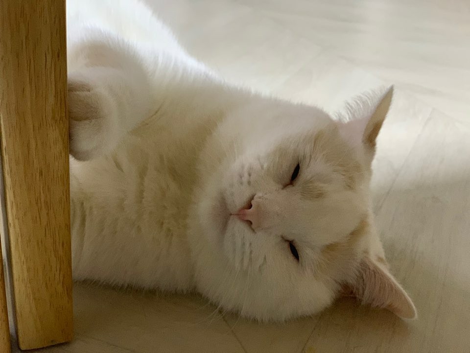  브리티시 숏헤어 (British Shorthair) 성격, 특징 알아보기!