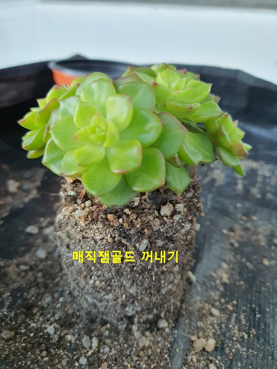 매직잼골드 꺼내기