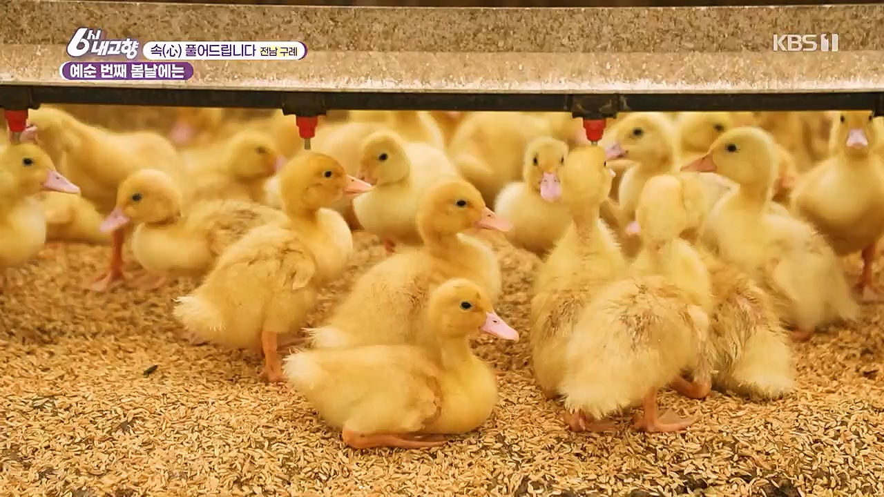 6시 내고향.E7744.230314p.H264-F1RST.mp4_20230314_175001.444.jpg