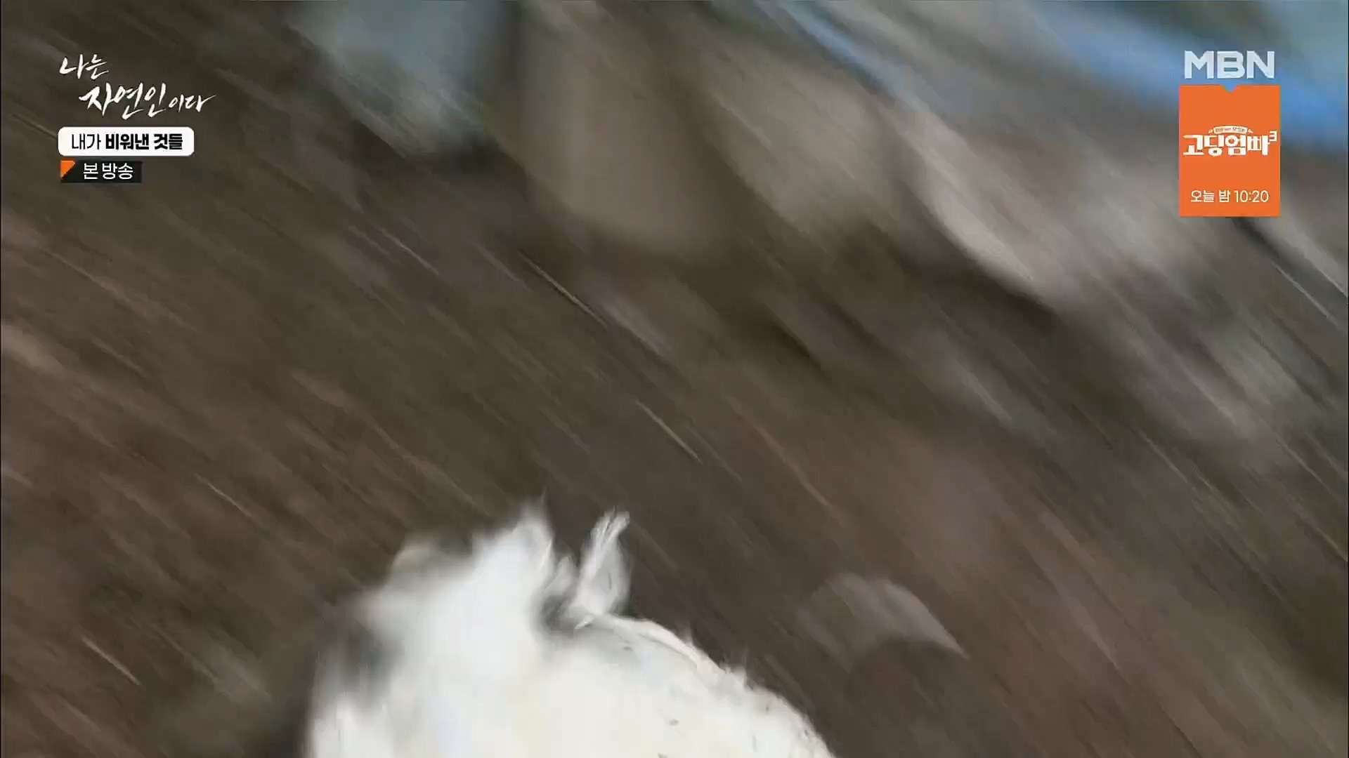 나는 자연인이다.E543.230301p.H264-F1RST.mp4_20230302_192649.651.jpg