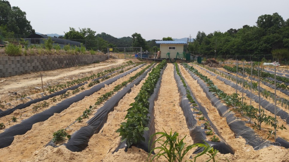 농사순 정원 최신정보 / 칠리농민 통제 / 칠리농민 고르기 / 기타 작물 17