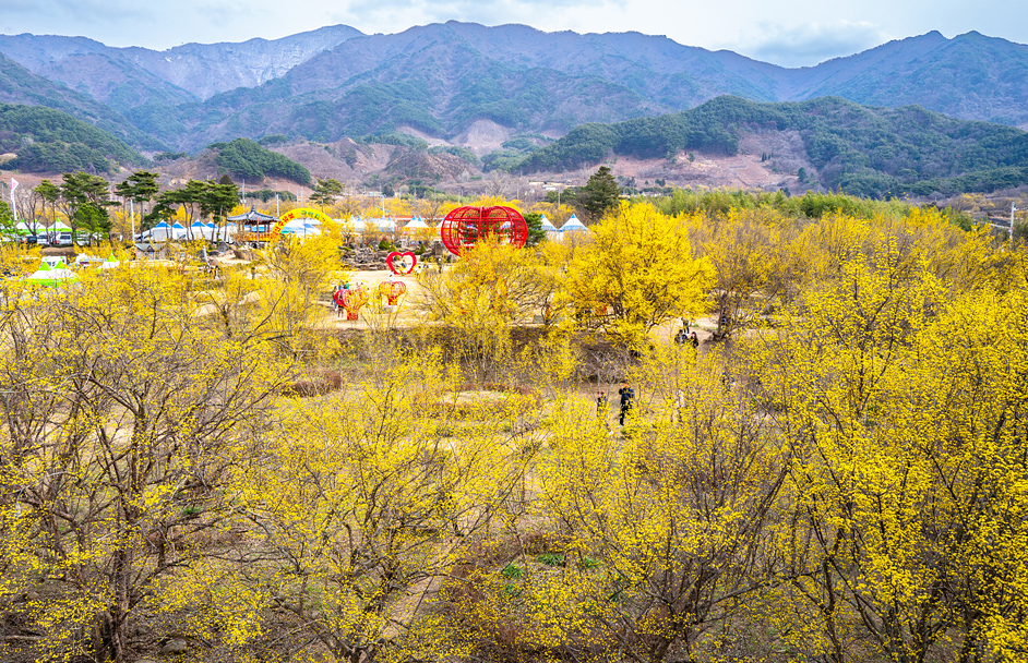 구례 산수유마을 산수유1