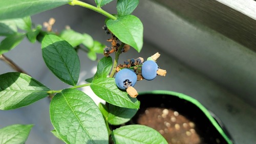보라색으로 익어가고 있는 블루베리 레카 열매 2알