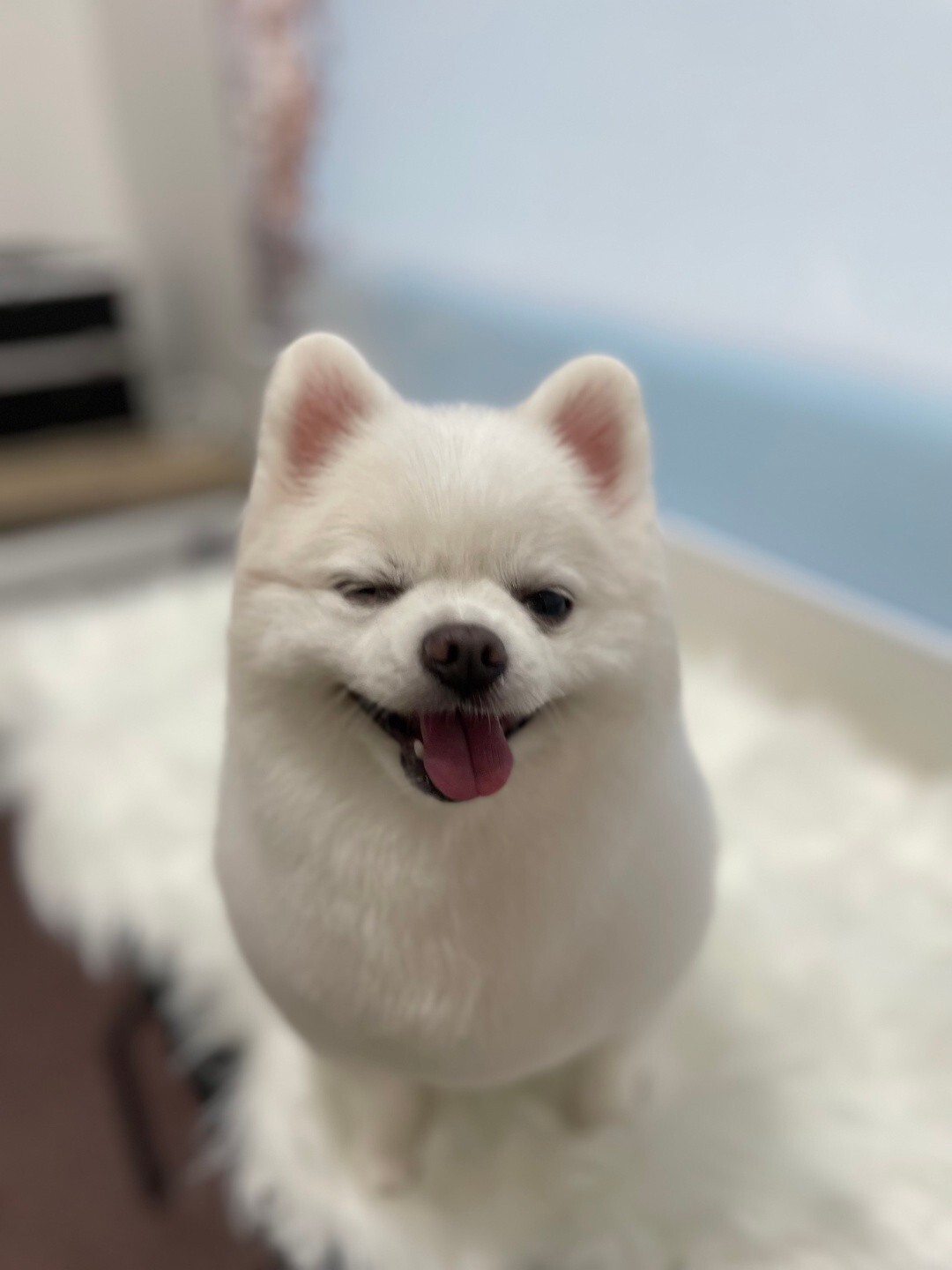 사진