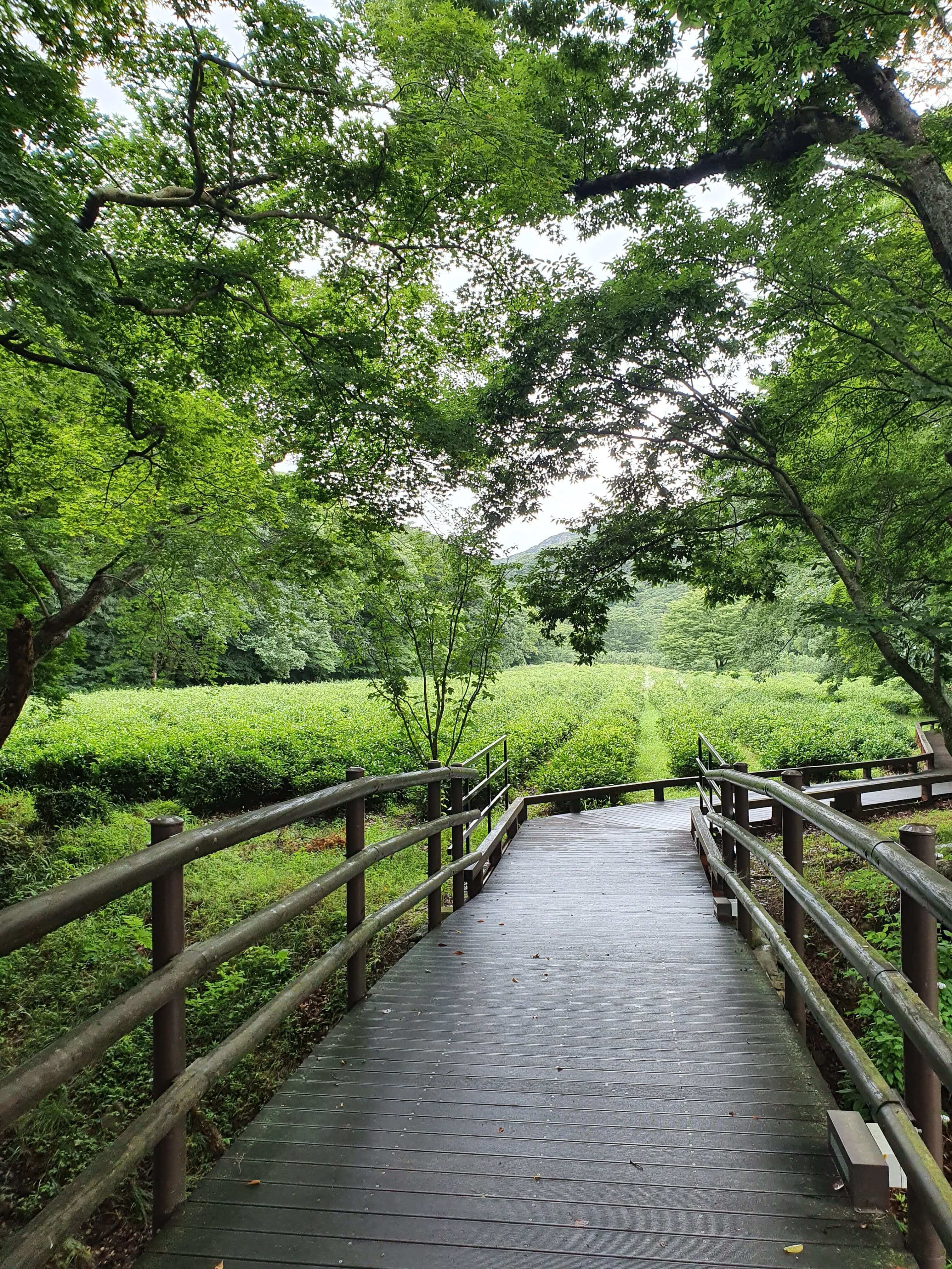 산책로