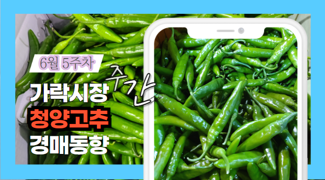  [경매사 주간보고] 2024년 6월 마지막주 가락시장 "청양고추" 경매동향을 살펴보겠습니다!