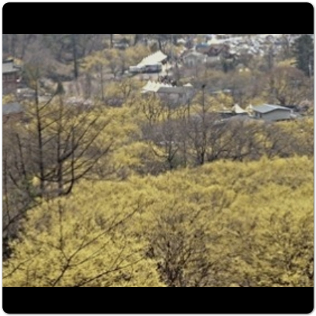 9 경기도 이천 산수유꽃축제 안내 1