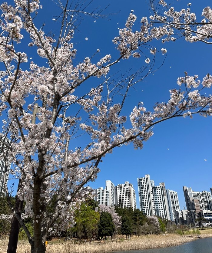 전주-세병공원-벚꽃-사진