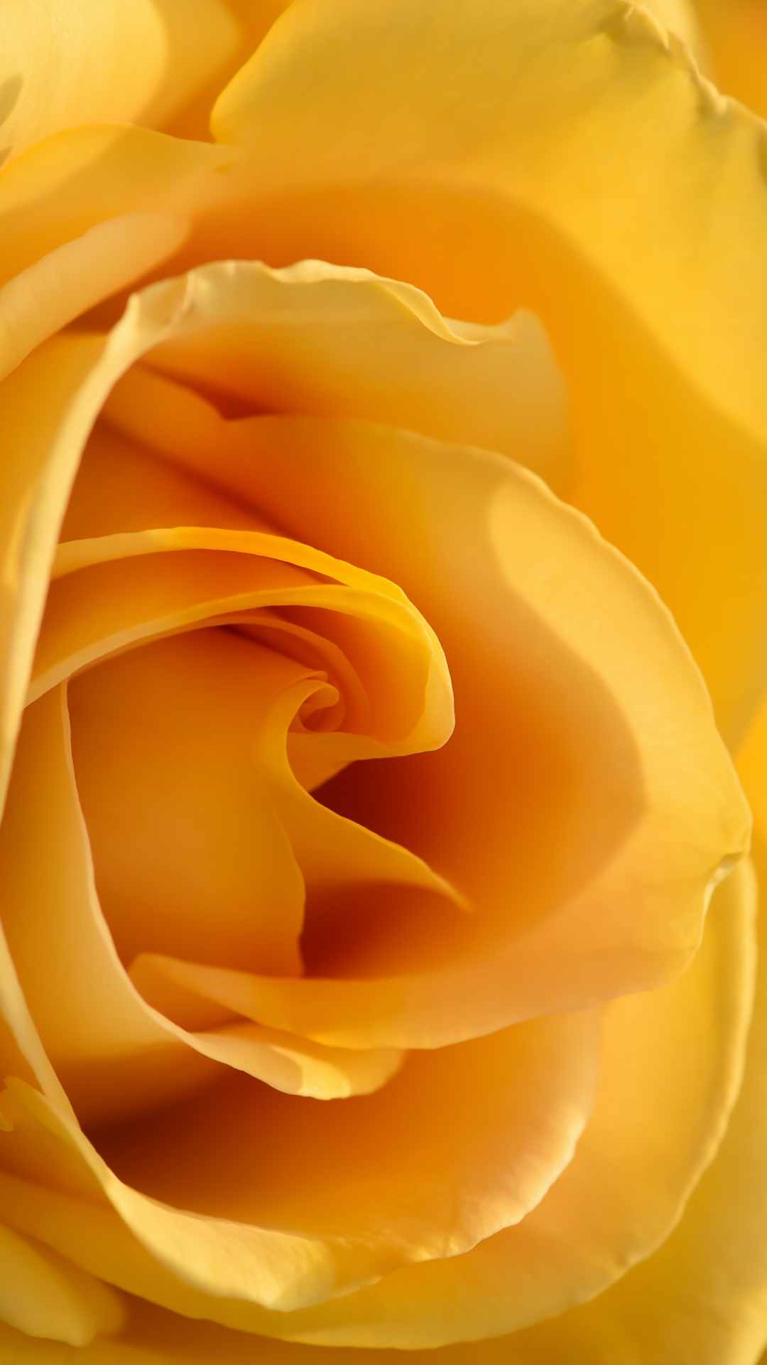 Rose Flower iPhone Wallpaper