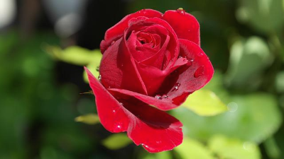 이슬이 맺혀 있는 빨간색 장미 꽃 한 송이