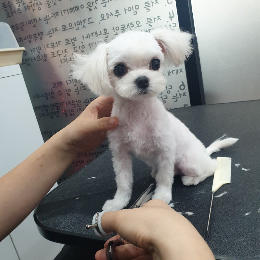 스타일 때문에 고민이시라면?! 블링펫으로~~ 강아지 미용실 2