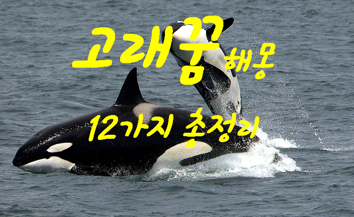  고래꿈 해몽 12가지 총정리