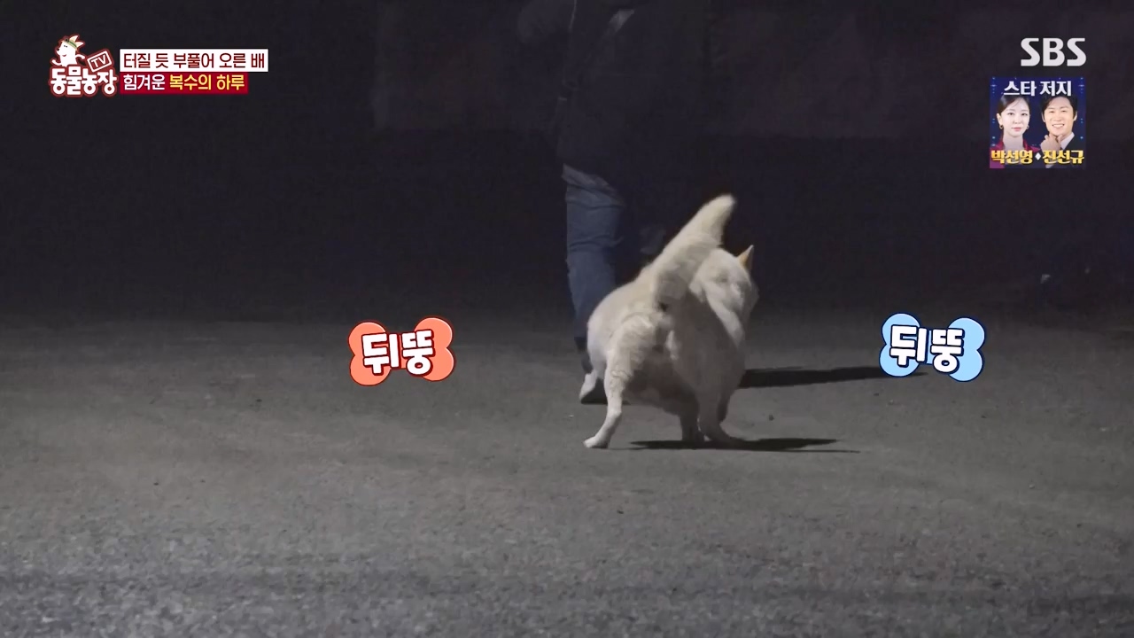 TV 동물농장.E1173.240527p-NEXT.mp4_20240526_155723.753.jpg