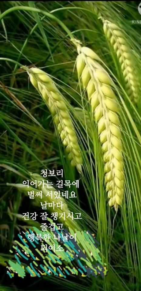 행행행 이미지
