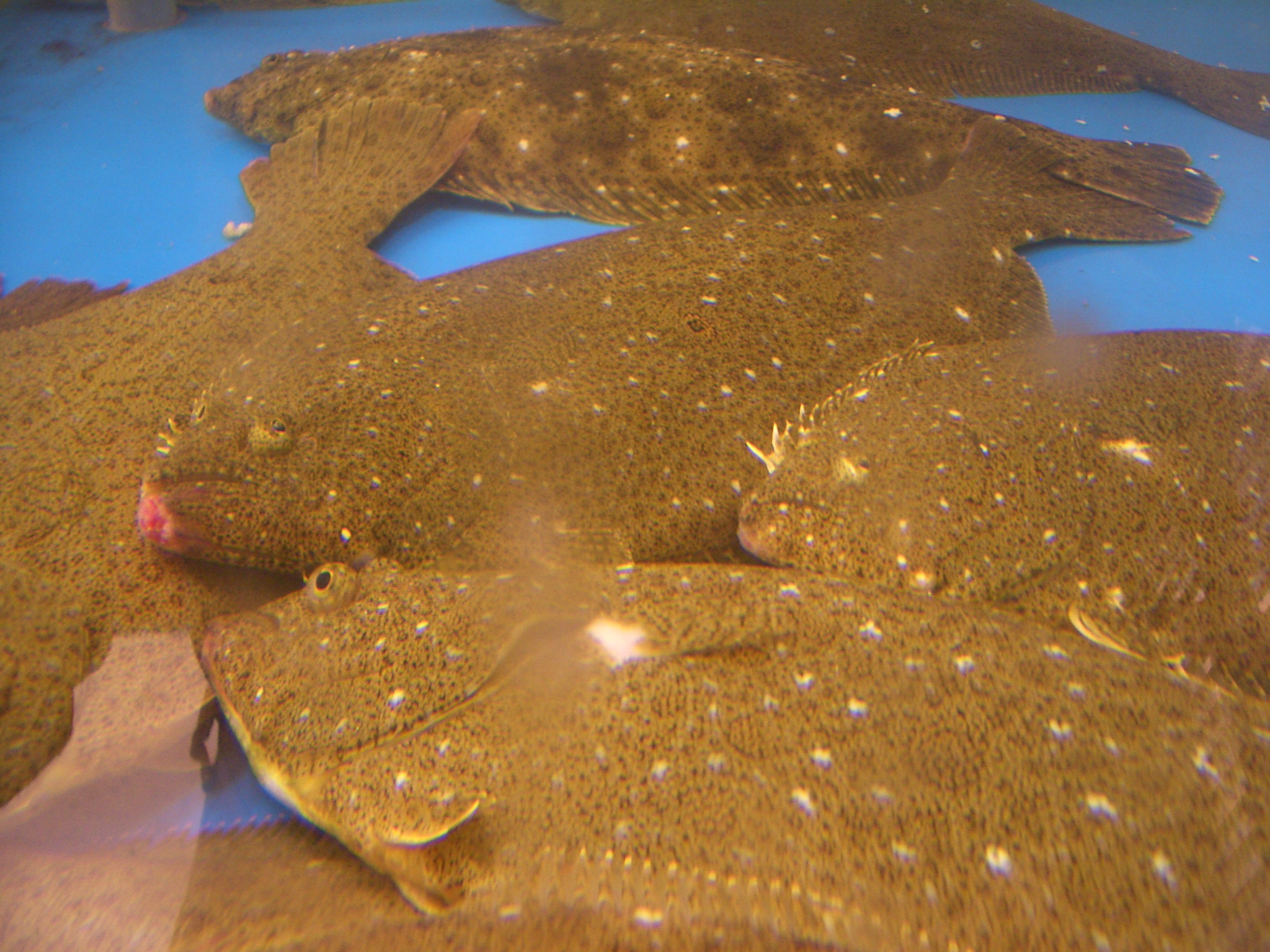  [일반상식] 대한민국이 사랑한 먹거리 "광어" 에 관한 진실[Paralichthys olivaceus]