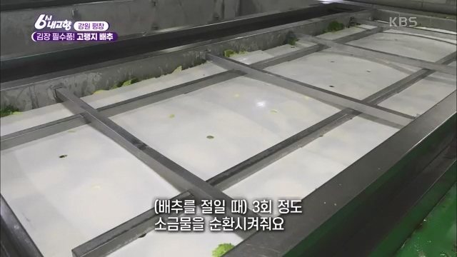 6시 내고향_김장의 필수품 평창 고랭지 배추 - 강원 평창 [슬기로운 두 반장] 슬기로운 어르신들을 찾아서 (충북 제천) [붕붕이가 간다] 철원에 무슨 일이 (강원 철원) [인생은 행복海] 우리는 환상의 사촌 (경남 통영).ts_20231117_202021.747.jpg