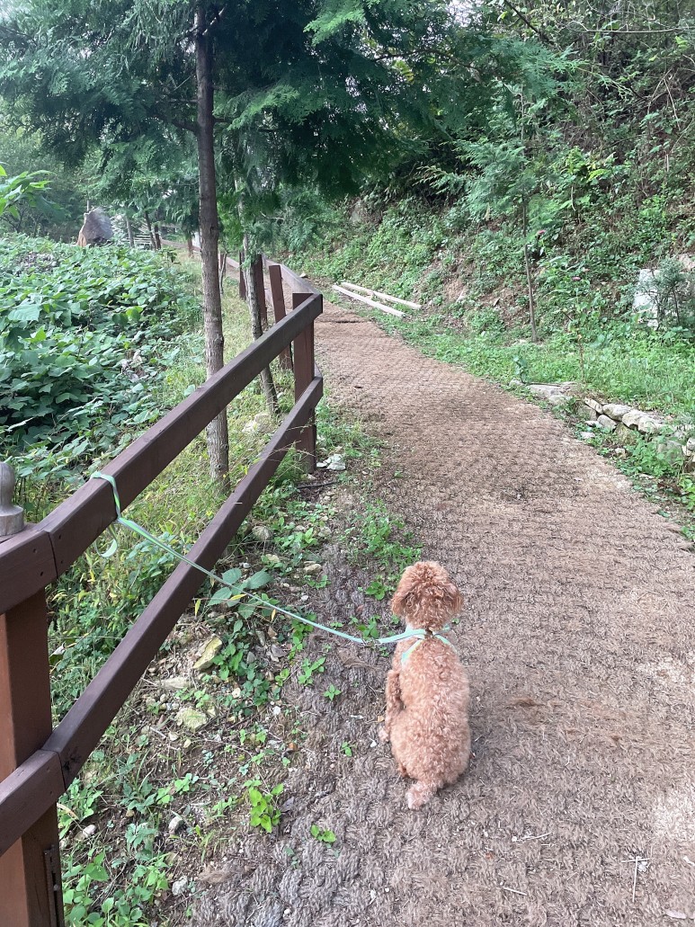 엔학고레 이미지