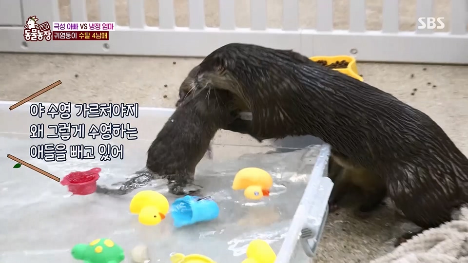 TV 동물농장.E1128.230709p.H264-F1RST.mp4_20230709_183611.454.jpg