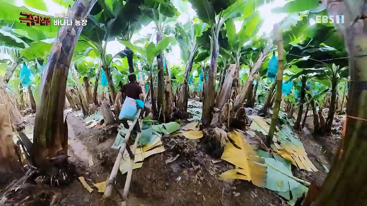 TV - 교육의 중심 EBS필리핀 바나나, 파인애플 농장.mp4_20230302_202900.747.jpg